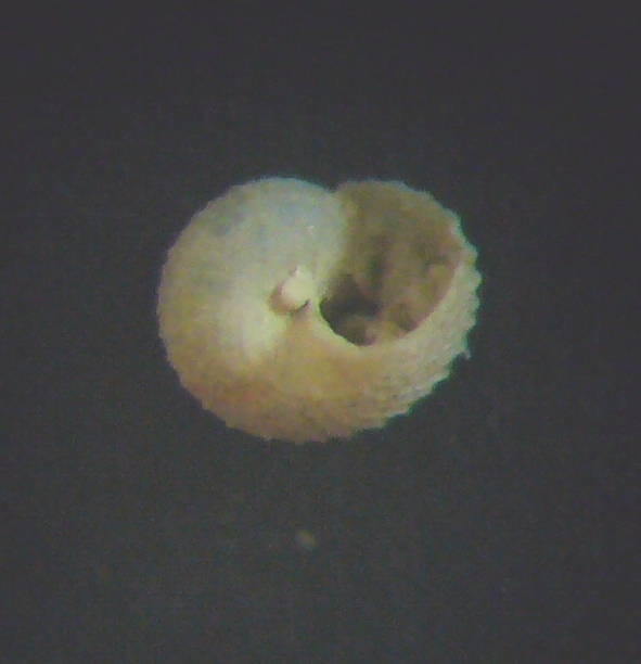 Aiuto